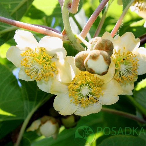 картинка Киви Атлас (опылитель) 