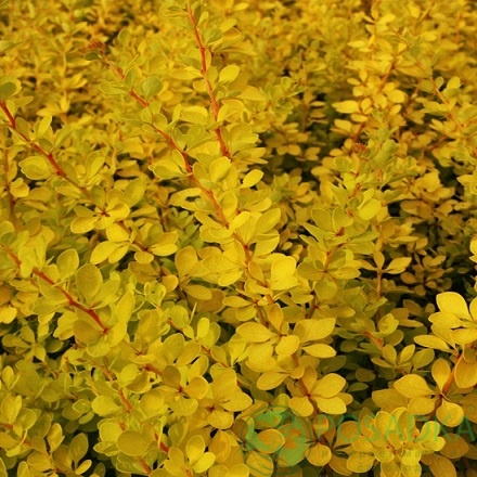 картинка Барбарис Тунберга 'Sunny' 