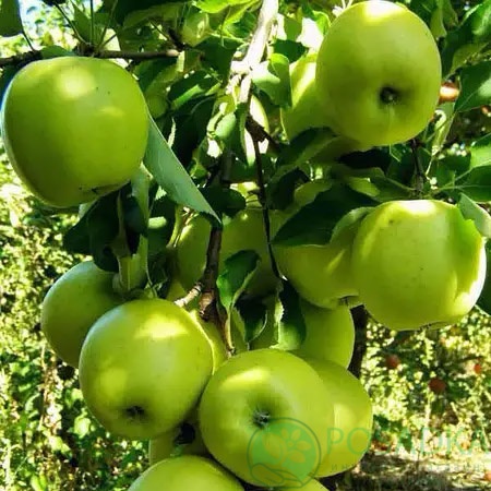 картинка Яблоня Мутсу 