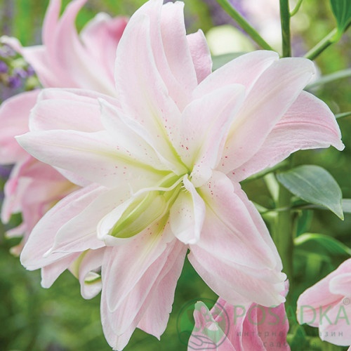 картинка Лилия Lotus Queen 