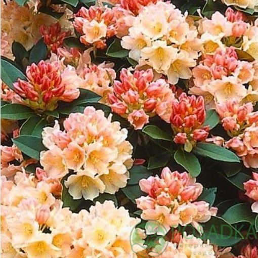 картинка Рододендрон якушиманский Golden Torch  картинка Рододендрон якушиманский Golden Torch