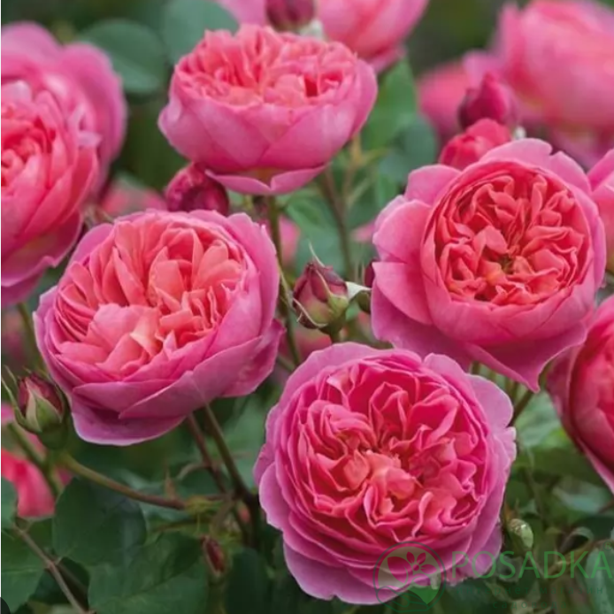 картинка Роза английская Розовый Лед (Pink Ice) 