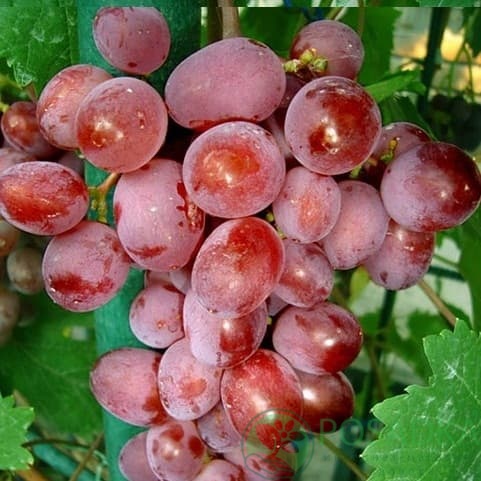 картинка Виноград Виктория  картинка Виноград Виктория
