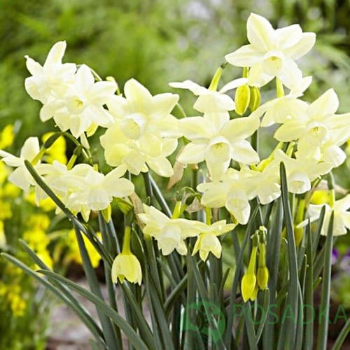 картинка Нарцисс Moonlight Sensation  картинка Нарцисс Moonlight Sensation