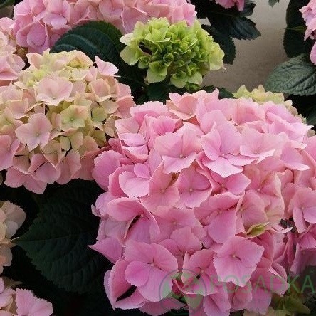 картинка Гортензия крупнолистная Pink Sensation 
