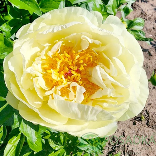 картинка Пион Lemon Chiffon 
