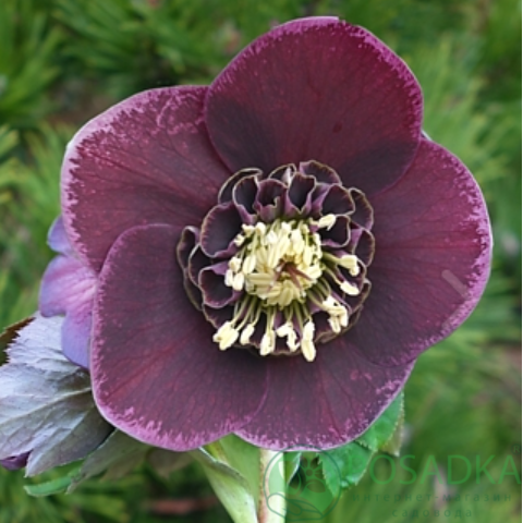 картинка Морозник Anemone Aubergine with White Edge 