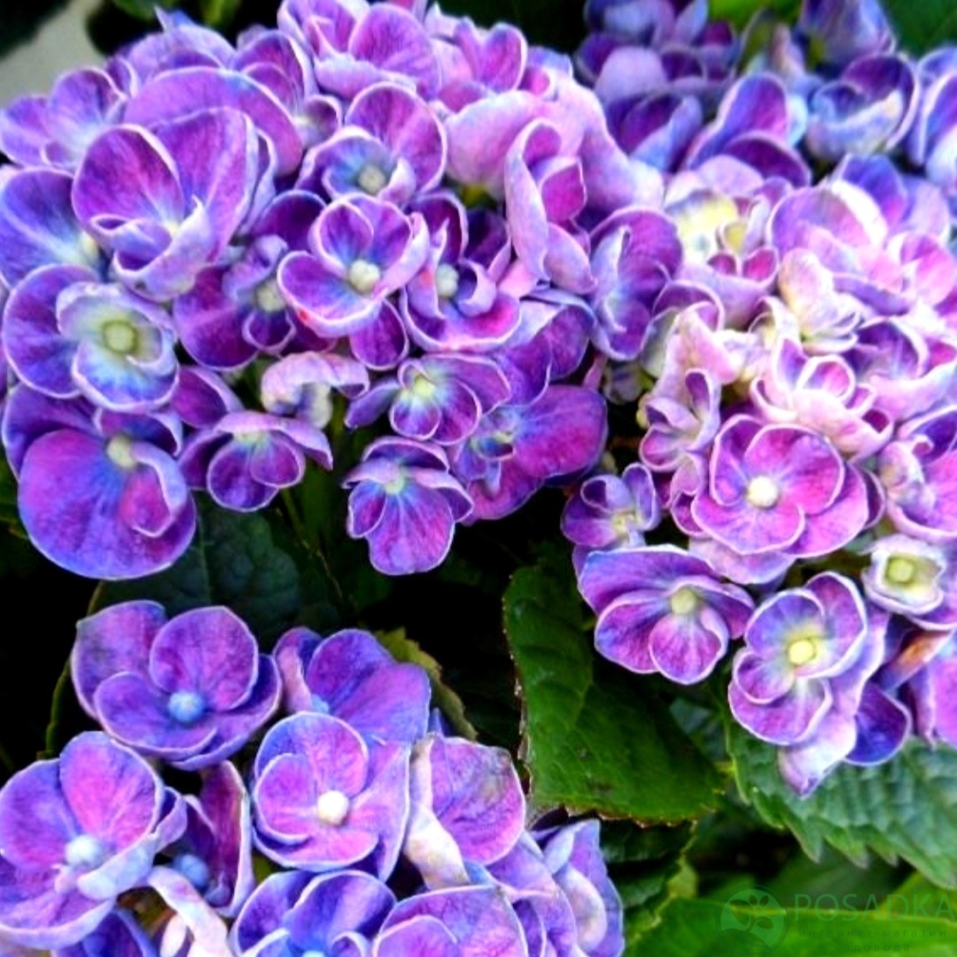 картинка Гортензия крупнолистная Curly Wurly 
