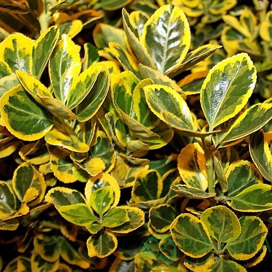 картинка Бересклет японский Ovatus Aureus 2л 