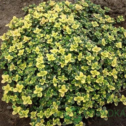 картинка Тимьян лимоннопахнущий Doone Valley 