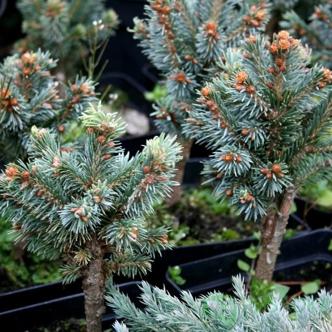картинка Ель колючая (Picea pungens 'Śleszyn' Pa) 