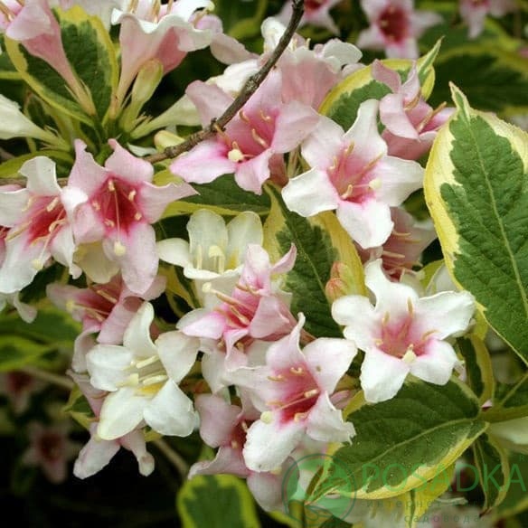 картинка Вейгела цветущая Нана Вариегата 