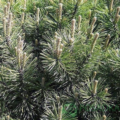 картинка Сосна горная Хампи 3л. 