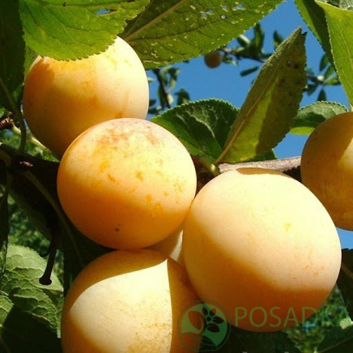 картинка Слива ТоЧеСан 