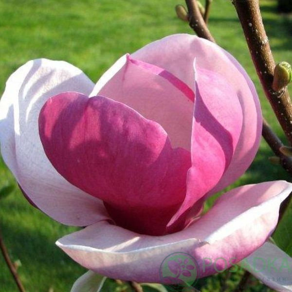 картинка Магнолия суланжа Lennei  картинка Магнолия суланжа Lennei