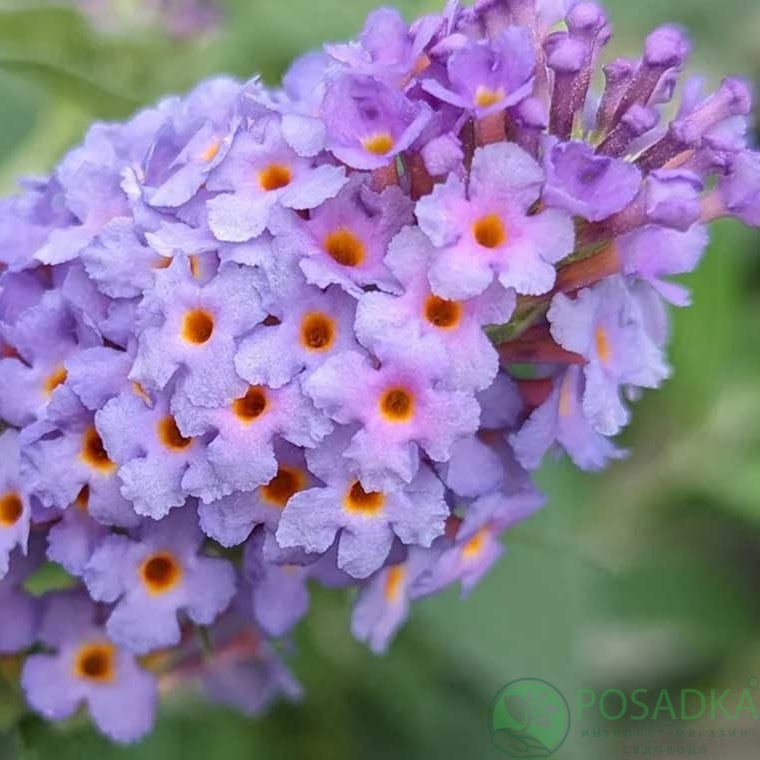 картинка Буддлея Little Rockstars'® blue (Литл Рокстарс Блю) 