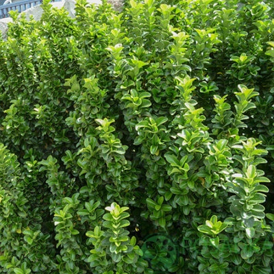 картинка Бересклет японский (Euonymus japonicus) Microphyllus 3л 