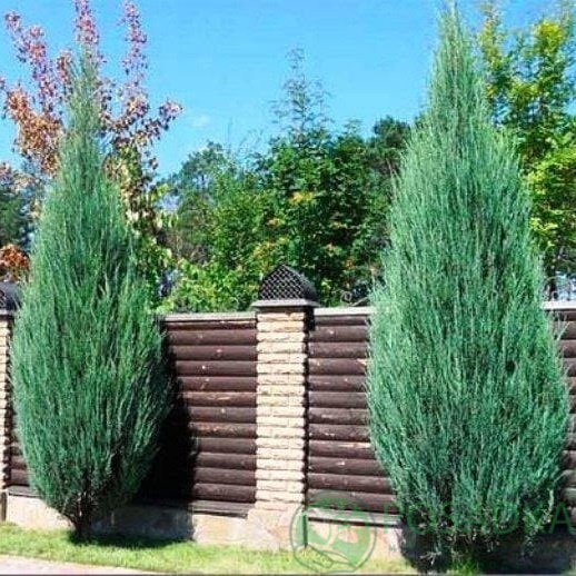 картинка Можжевельник скальный Skyrocket 