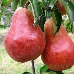 картинка Груша Долорес 