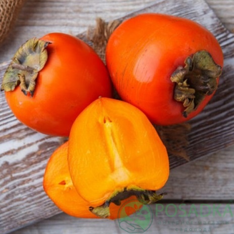 картинка Хурма Сосновская (морозостойкая, ранняя) 