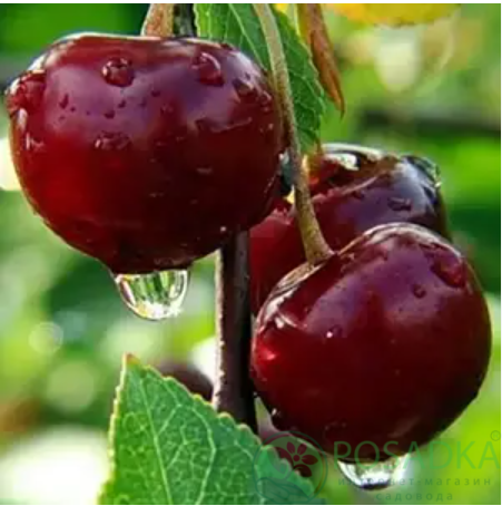 картинка Вишня Нефрис 