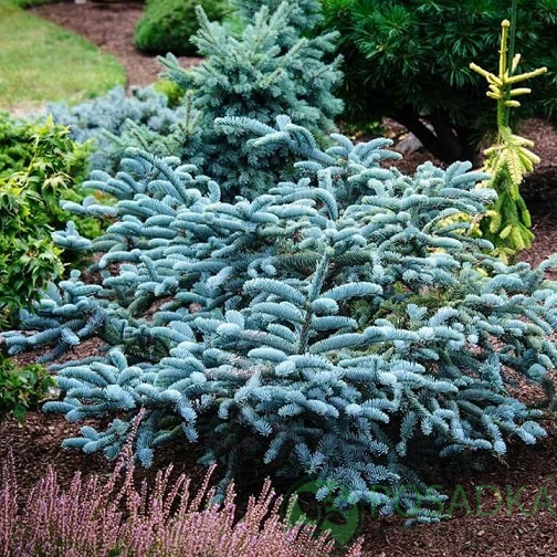 картинка Пихта высокорослая Глаука 5л. 