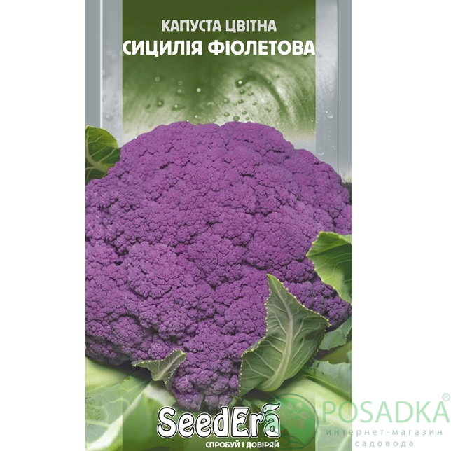 картинка Семена Капуста Цветная Сицилия Фиолетовая 0,5 г, Seedera 