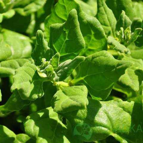 картинка Семена шпинат Новозеландский 1 г, SeedEra 