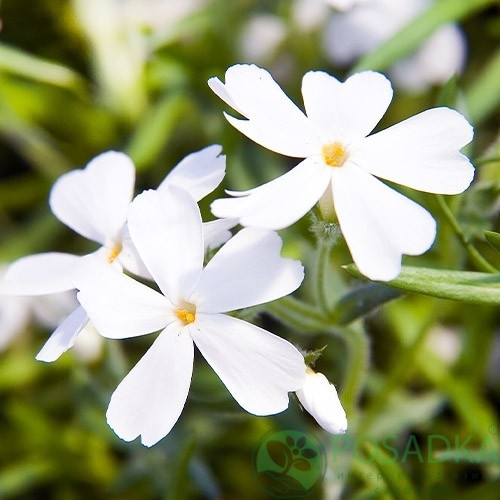 картинка Флокс шиловидный White Delight 