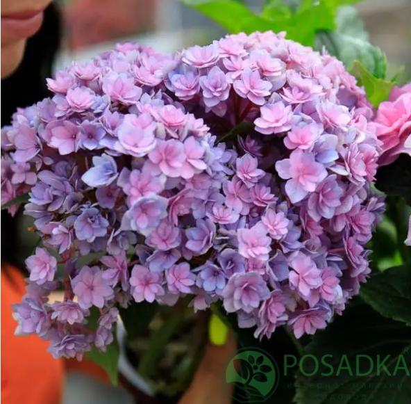 картинка Гортензия крупнолистная You & Me Forever C5 