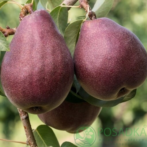 картинка Груша Рози ред Бартлет 