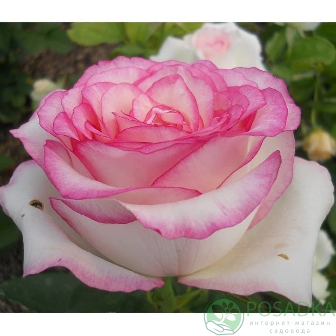 картинка Роза чайно-гибридная Белла Вита 