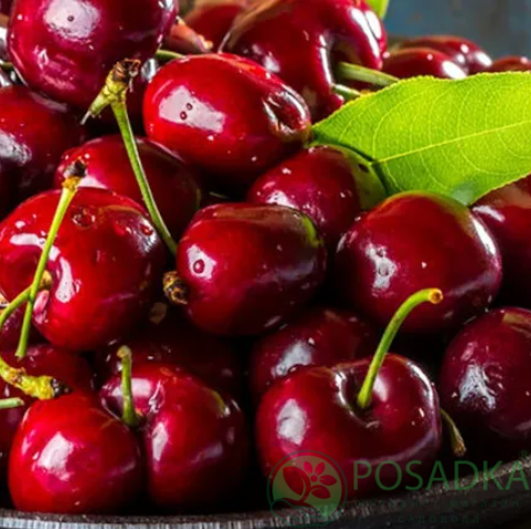 картинка Черешня Рекорд 