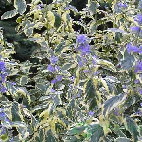 картинка Кариоптерис White Surprise 