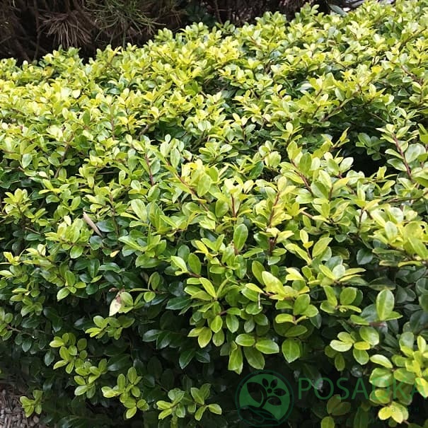картинка Падуб городчатый (Ilex crenata Thunb) 3л картинка Падуб городчатый (Ilex crenata Thunb) 3л