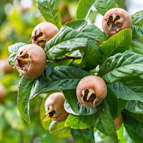 картинка Мушмула германская Гойтховская 