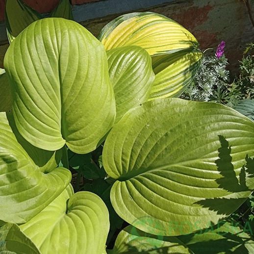 картинка Хоста Piedmont Gold 