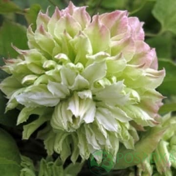 картинка Клематис Midori 