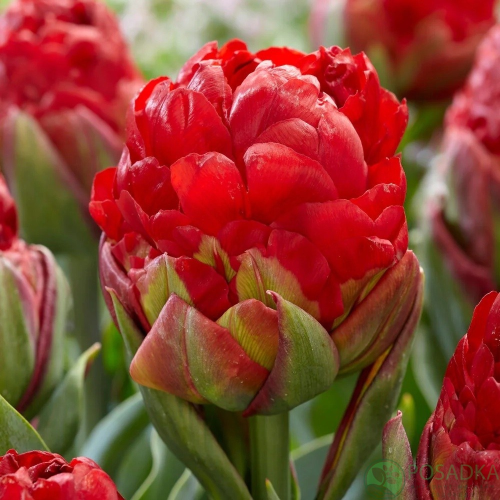 картинка Тюльпан Ice Cream Strawberry  картинка Тюльпан Ice Cream Strawberry