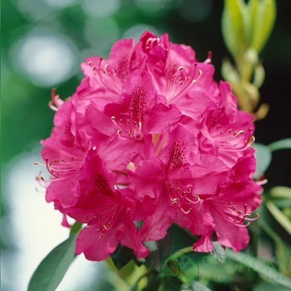 картинка Рододендрон гибридный Dr H.C. Dresselhuys 
