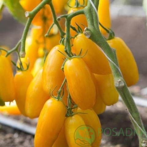 картинка Семена Томат Банан золотой 0.1гр, SeedEra 