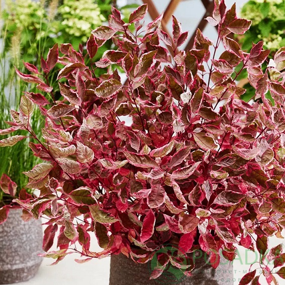 картинка Дерен белый Миракл 