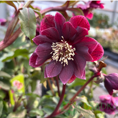 картинка Морозник Double Red 
