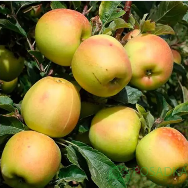 картинка Яблоня Скифское золото 