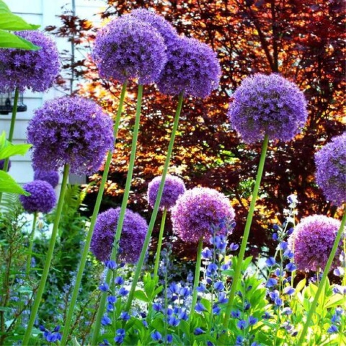 картинка Аллиум Ambassador 