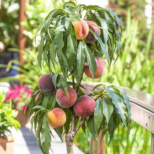 картинка Персик колоновидный Золотой триумф 