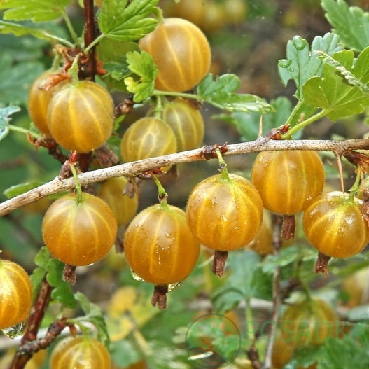картинка Крыжовник Хиннонмаки Йеллоу 