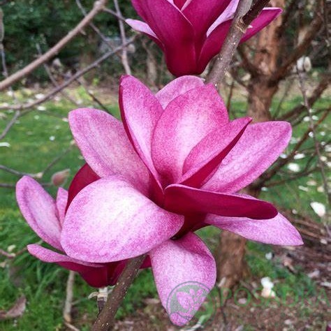 картинка Магнолия Starburst PBR 