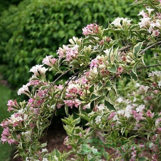 картинка Вейгела цветущая Нана Вариегата 