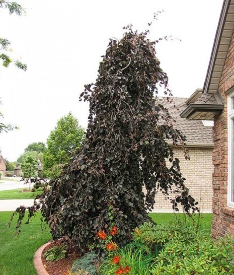 картинка Бук лесной Two Color Weeping 